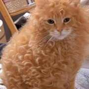 ヒメ日記 2025/07/10 20:48 投稿 紅音あこ メイドin中野（東京ハレ系）