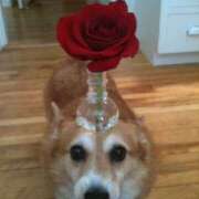 ヒメ日記 2025/07/25 18:41 投稿 紅音あこ メイドin中野（東京ハレ系）