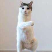 ヒメ日記 2025/07/29 15:17 投稿 紅音あこ メイドin中野（東京ハレ系）