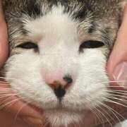 ヒメ日記 2025/07/31 18:15 投稿 紅音あこ メイドin中野（東京ハレ系）