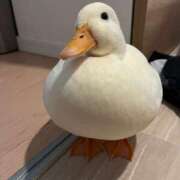 ヒメ日記 2025/08/23 21:37 投稿 紅音あこ メイドin中野（東京ハレ系）