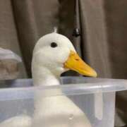 ヒメ日記 2025/08/30 22:00 投稿 紅音あこ メイドin中野（東京ハレ系）