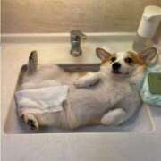 ヒメ日記 2025/09/26 22:48 投稿 紅音あこ メイドin中野（東京ハレ系）