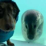 ヒメ日記 2025/11/15 17:16 投稿 紅音あこ メイドin中野（東京ハレ系）