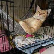 ヒメ日記 2025/11/22 13:42 投稿 紅音あこ メイドin中野（東京ハレ系）