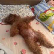 ヒメ日記 2025/11/28 16:10 投稿 紅音あこ メイドin中野（東京ハレ系）