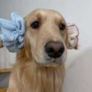 紅音あこ 水曜木曜に行きます(о´∀`о) メイドin中野（東京ハレ系）