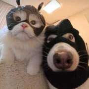 紅音あこ 明日と来週いるよ☆ メイドin中野（東京ハレ系）