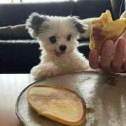 ヒメ日記 2025/12/14 00:09 投稿 紅音あこ メイドin中野（東京ハレ系）