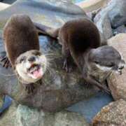 ヒメ日記 2025/12/14 21:55 投稿 紅音あこ メイドin中野（東京ハレ系）