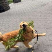 ヒメ日記 2025/12/19 14:26 投稿 紅音あこ メイドin中野（東京ハレ系）