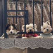 ヒメ日記 2025/12/21 23:41 投稿 紅音あこ メイドin中野（東京ハレ系）