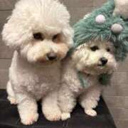 ヒメ日記 2025/12/24 18:21 投稿 紅音あこ メイドin中野（東京ハレ系）