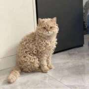 ヒメ日記 2025/12/27 19:07 投稿 紅音あこ メイドin中野（東京ハレ系）