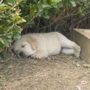 紅音あこ 明日 メイドin中野（東京ハレ系）