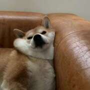 紅音あこ あけおめ！ メイドin中野（東京ハレ系）