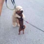 ヒメ日記 2026/01/04 15:02 投稿 紅音あこ メイドin中野（東京ハレ系）