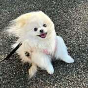 ヒメ日記 2026/01/12 18:30 投稿 紅音あこ メイドin中野（東京ハレ系）