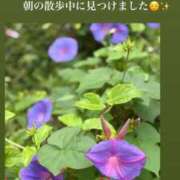 ヒメ日記 2025/07/12 06:00 投稿 音無ゆかり メイドin中野（東京ハレ系）