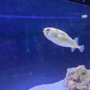 ヒメ日記 2025/04/19 14:36 投稿 玉木はな メイドin中野（東京ハレ系）