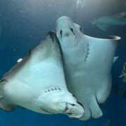 ヒメ日記 2025/05/15 23:29 投稿 玉木はな メイドin中野（東京ハレ系）