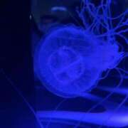 ヒメ日記 2025/06/01 17:49 投稿 玉木はな メイドin中野（東京ハレ系）