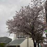 成瀬なる 🌸4月後半予定🌸 メイドin中野（東京ハレ系）