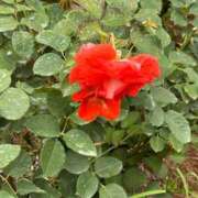 ヒメ日記 2025/06/30 13:57 投稿 観月みき メイドin中野（東京ハレ系）