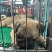 観月みき あったまる♨️ メイドin中野（東京ハレ系）