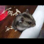 ヒメ日記 2025/07/20 07:59 投稿 渋谷はのん メイドin中野（東京ハレ系）