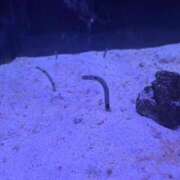 ヒメ日記 2025/08/17 14:42 投稿 渋谷はのん メイドin中野（東京ハレ系）