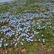 長門めぐ 🌷 メイドin中野（東京ハレ系）