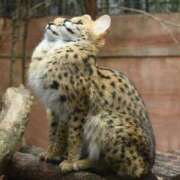 ヒメ日記 2025/05/02 18:39 投稿 初音なな メイドin中野（東京ハレ系）