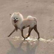 初音なな おきゅ🎶 メイドin中野（東京ハレ系）