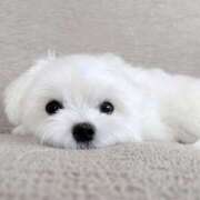 ヒメ日記 2025/07/28 09:31 投稿 市川ひなの メイドin中野（東京ハレ系）