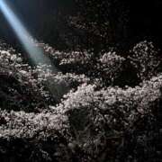 ヒメ日記 2026/03/30 23:00 投稿 桜木みのり メイドin中野（東京ハレ系）