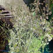 ヒメ日記 2025/04/02 14:12 投稿 はな 大阪ぽっちゃりマニア 谷九店