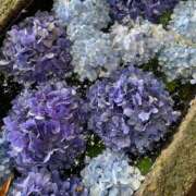 ヒメ日記 2025/07/29 13:03 投稿 はな 大阪ぽっちゃりマニア 谷九店