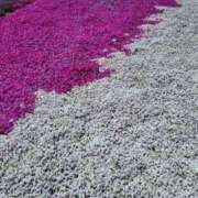 ヒメ日記 2025/05/18 09:48 投稿 はな エレガンス(広島)