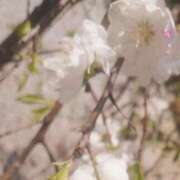 ヒメ日記 2025/04/08 13:29 投稿 りさ 奥様プリモ