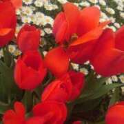 ヒメ日記 2025/04/12 15:09 投稿 りさ 奥様プリモ