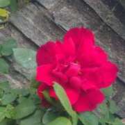 ヒメ日記 2025/05/04 12:09 投稿 りさ 奥様プリモ