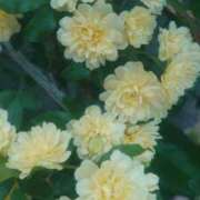 ヒメ日記 2025/05/25 20:29 投稿 りさ 奥様プリモ