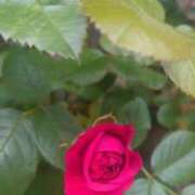 ヒメ日記 2025/05/26 12:39 投稿 りさ 奥様プリモ