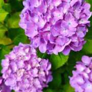 ヒメ日記 2025/06/03 13:39 投稿 りさ 奥様プリモ