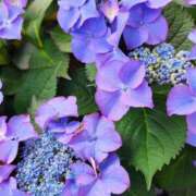 ヒメ日記 2025/06/04 11:13 投稿 りさ 奥様プリモ