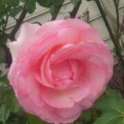 ヒメ日記 2025/06/04 19:39 投稿 りさ 奥様プリモ