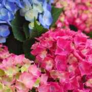 ヒメ日記 2025/06/08 13:39 投稿 りさ 奥様プリモ