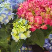 ヒメ日記 2025/06/08 14:49 投稿 りさ 奥様プリモ