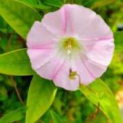 ヒメ日記 2025/06/12 12:19 投稿 りさ 奥様プリモ